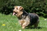 NORFOLK TERRIER 087